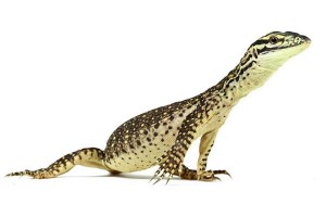Varanus panoptes horni